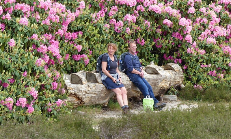 Rhododendorons wandelbankje