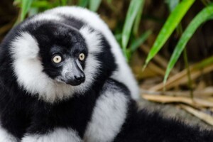 black-and-white-ruffed-lemur