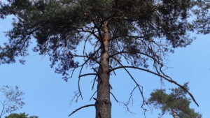 Denneboom - blauwe lucht