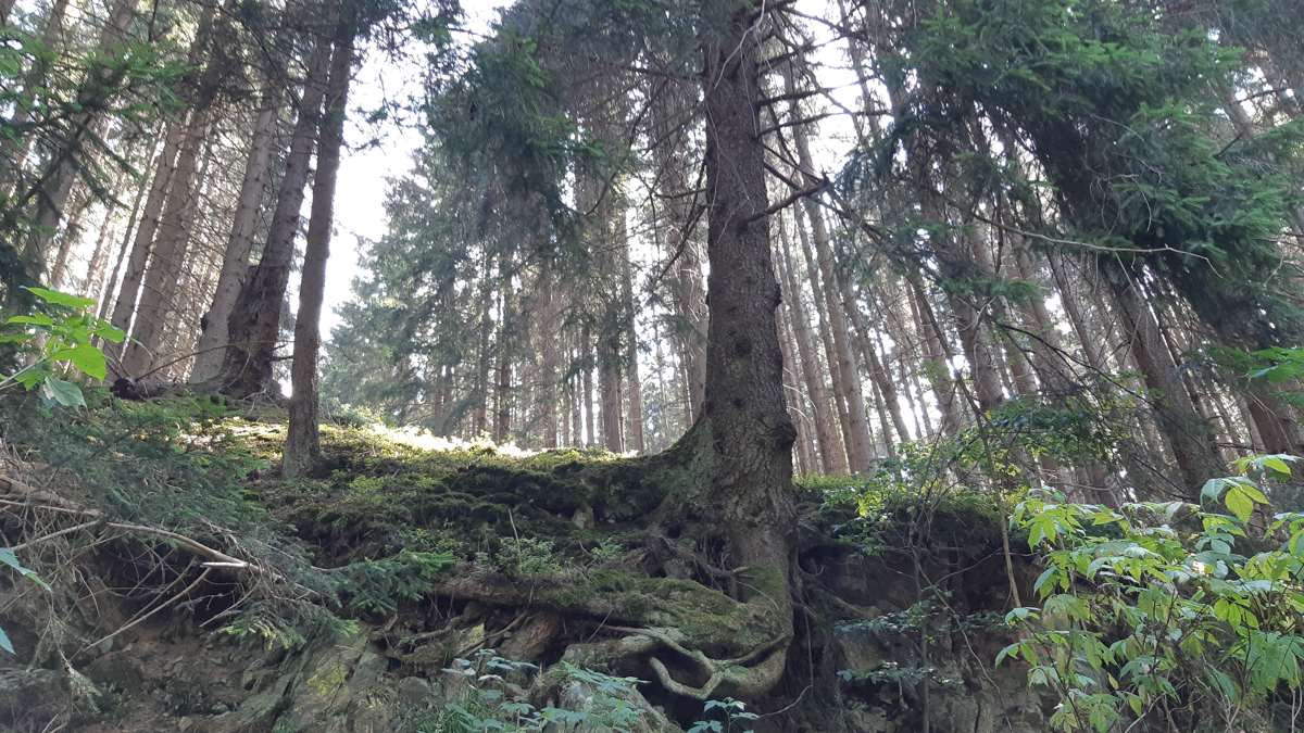 wandelvakantie Harz, Harzer-Hexen-Stieg