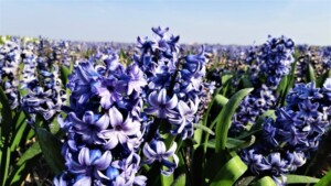 veld met paarse Hyacinten