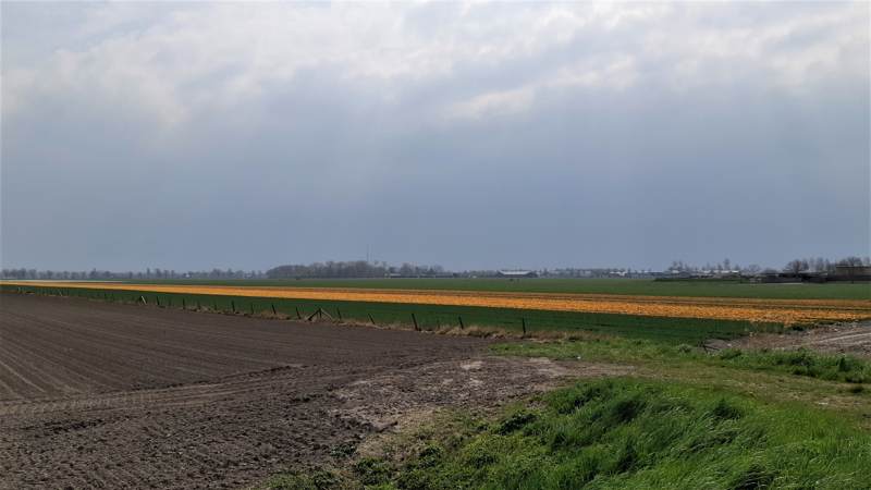 Bollenvelden langs het Noor-Hollandpad