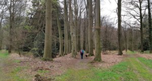 Sterrebos bij Landgoed Ampsen