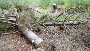 NS Wandeling De Holterberg - boomkap