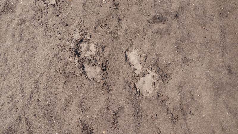 voetstappen in nat zand