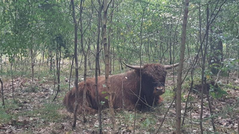 Schotse Hooglander