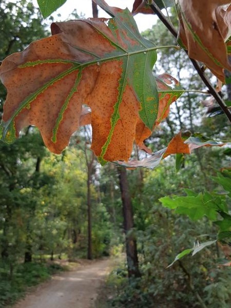 herfst op het boswachterspad Bos en Heide