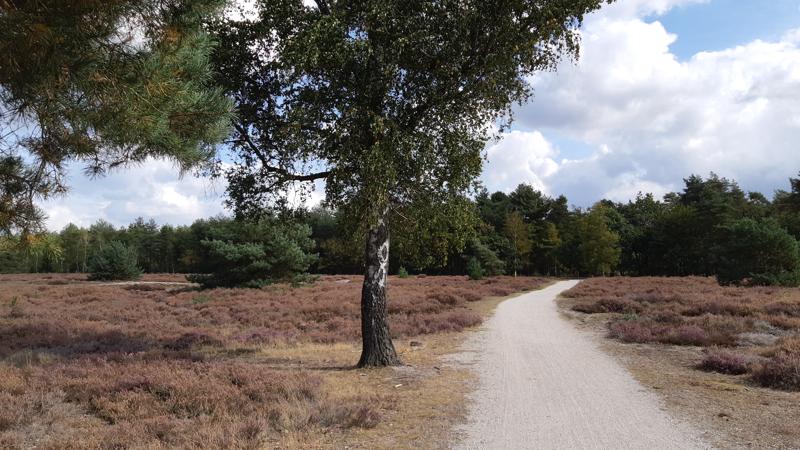 Heide langs het Boswachterspad Bos en Heide