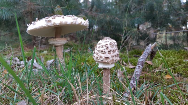 paddenstoelen op het boswachterspad Bos en Heide