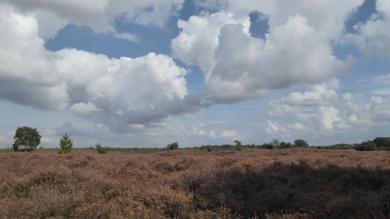 Boswachterspad Bos en Heide