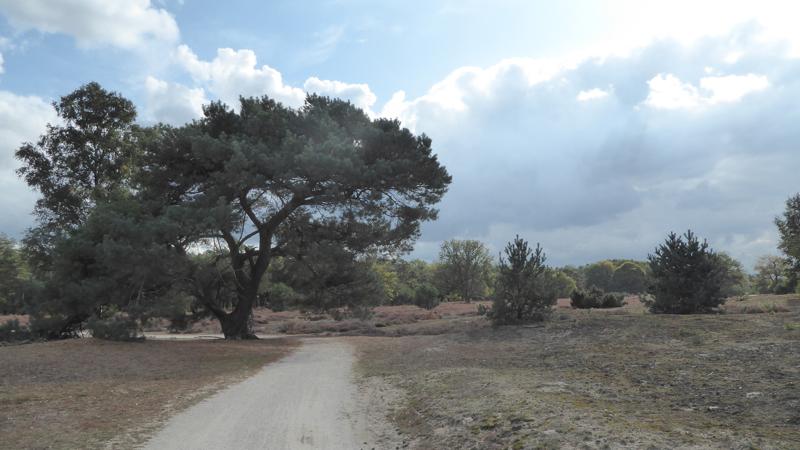 Boswachterspad Bos en Heide