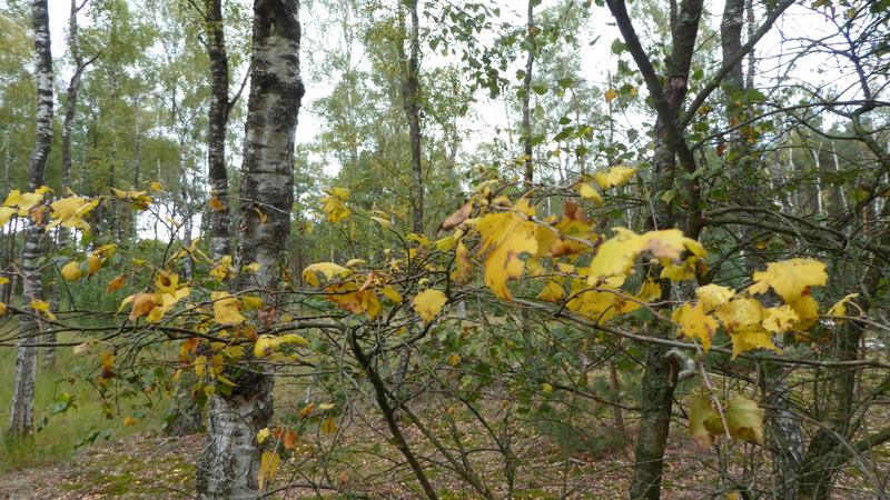 herfstbladeren