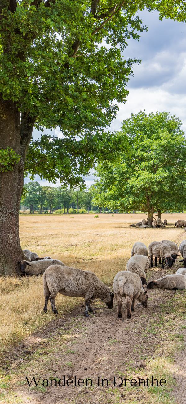 wandelen in Drenthe