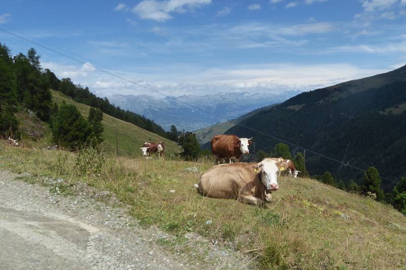 Zwitserse koeien