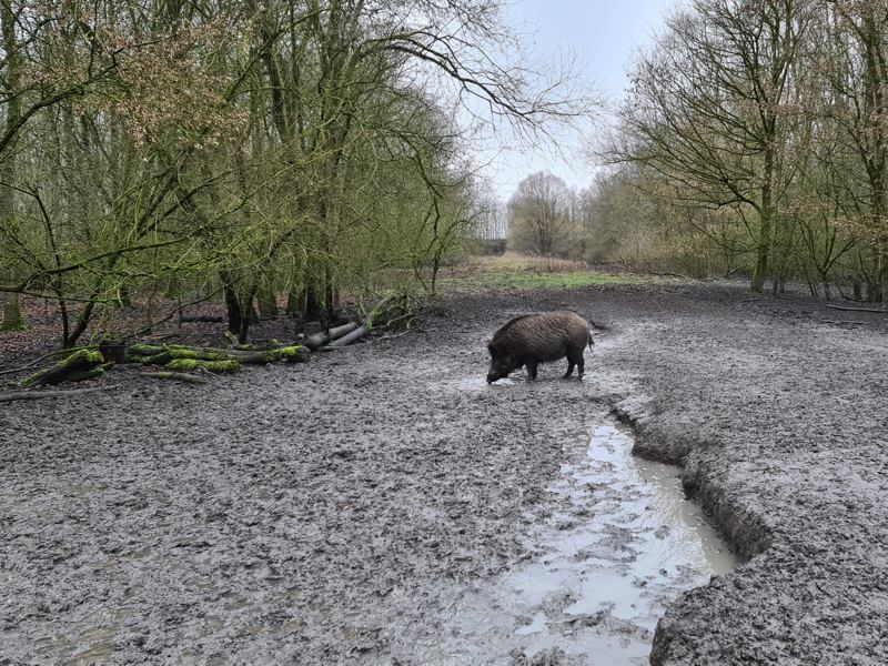 Wild zwijn in de modder