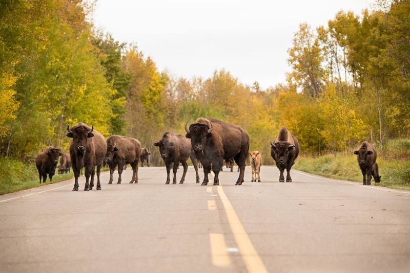 Bizons in Elk Island National Park