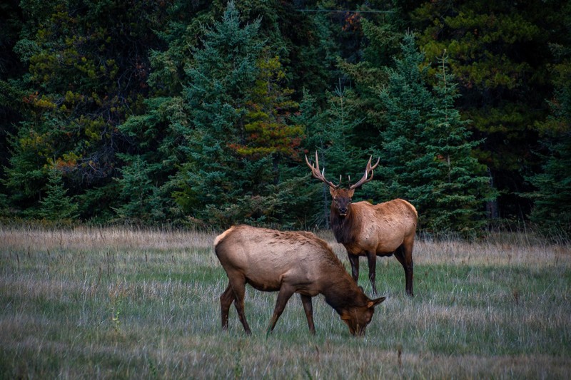 Wildlife in Canada