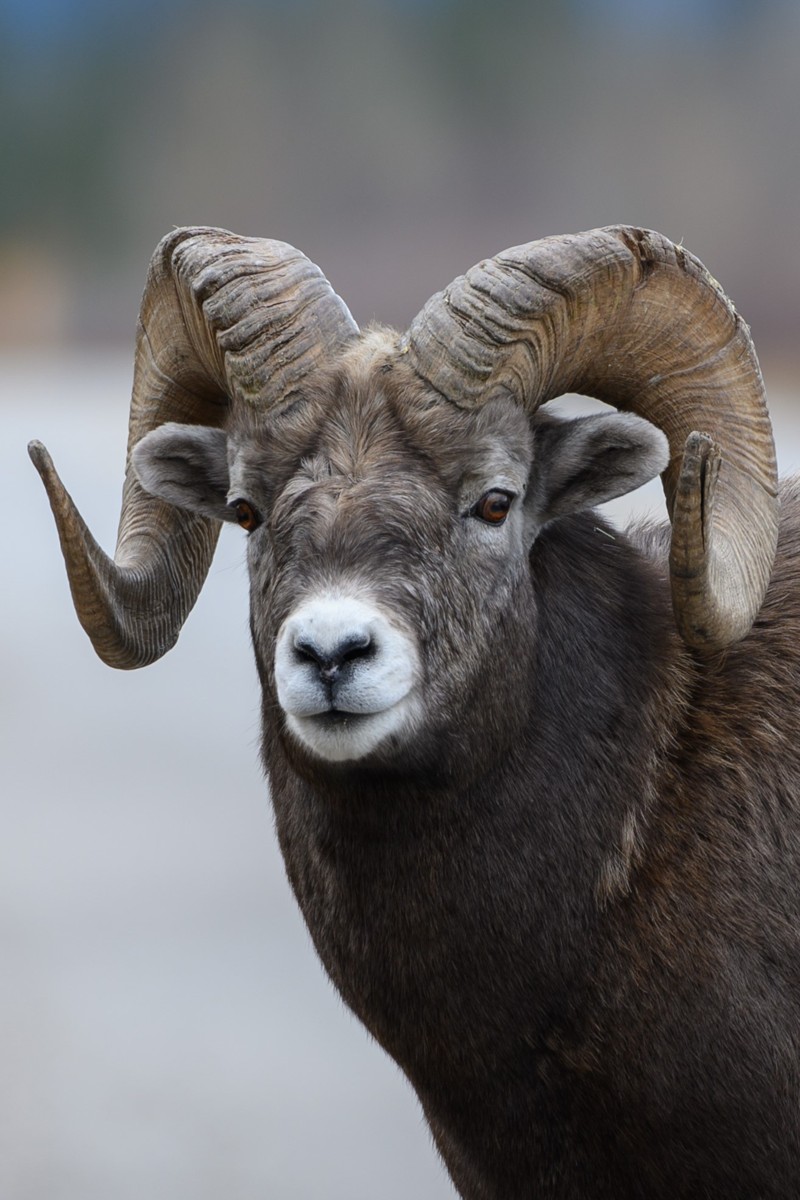 Wildlife in Canada - Bighorn