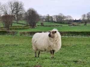 schaap