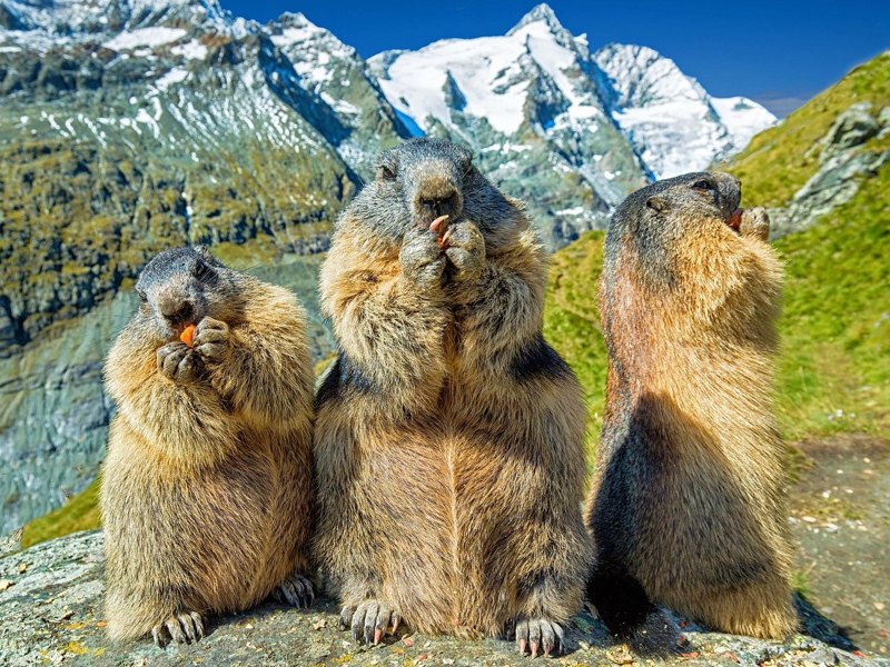 Grossglockner Marmots Austria Marmot Nature