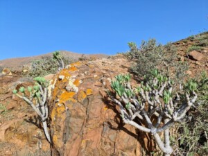 cactussen Fuerteventura