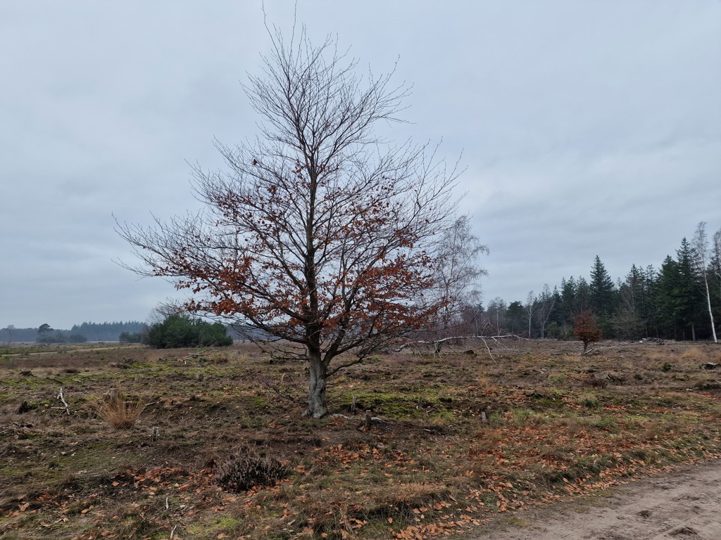 wandelen Sallandse Heuvelrug