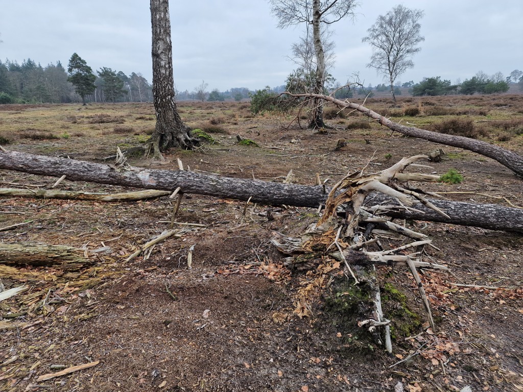 bomen Sallandse Heuvelrug