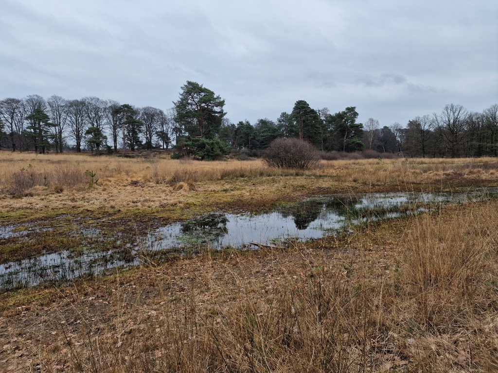 Landgoed de Sprengerberg hoogveen