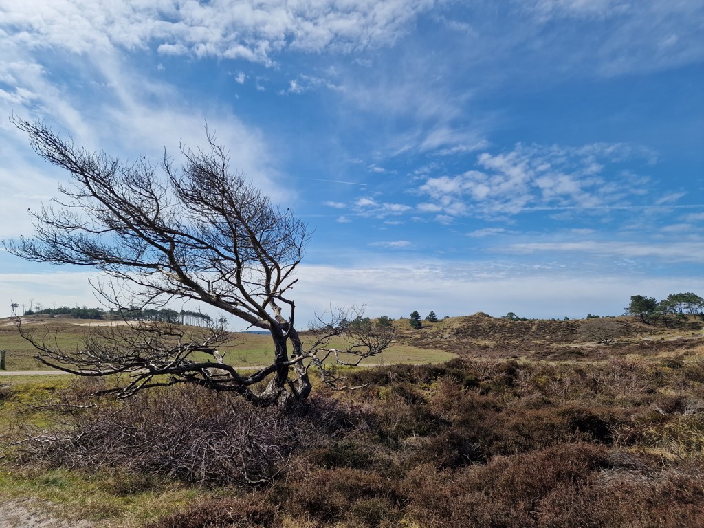 Heide in de Schoorlse Duinen