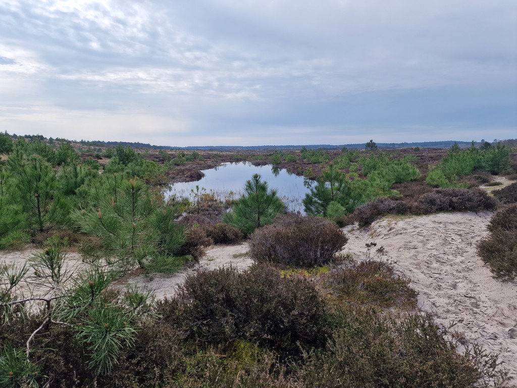 Meertje in de schoorlse duinen