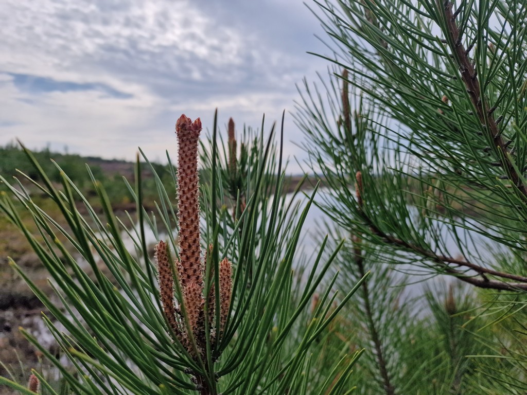 Dennengroen in Schoorlse Duinen