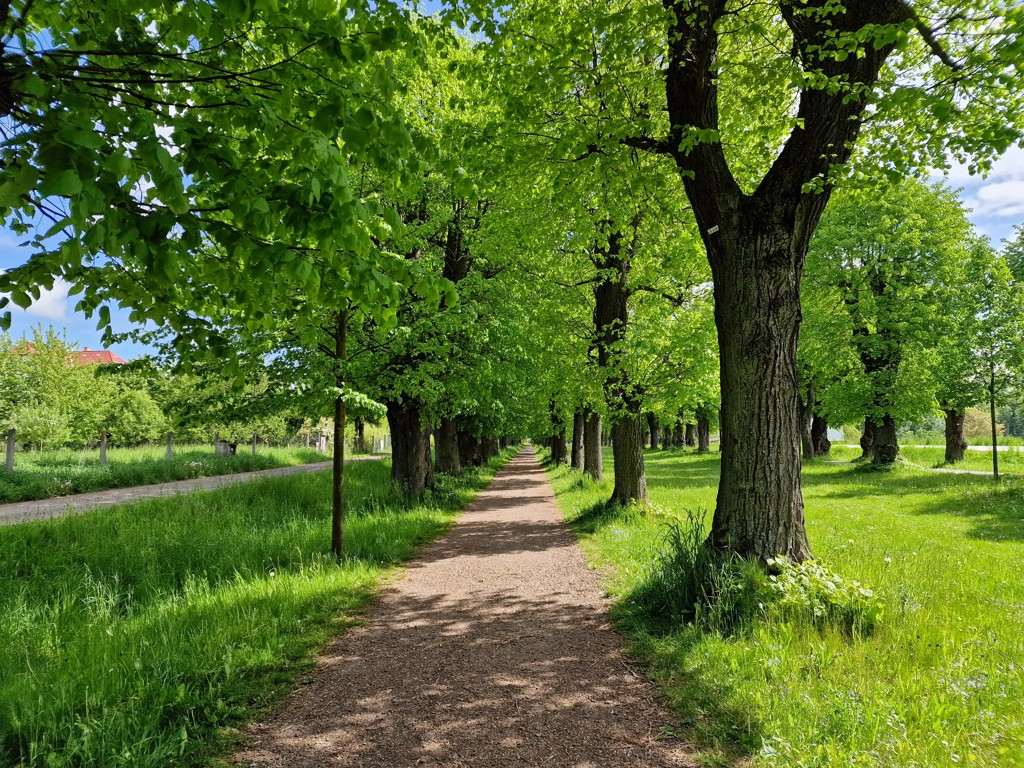 wandelen door de dubbele lindelaan in Jičín, Boheems Paradijs