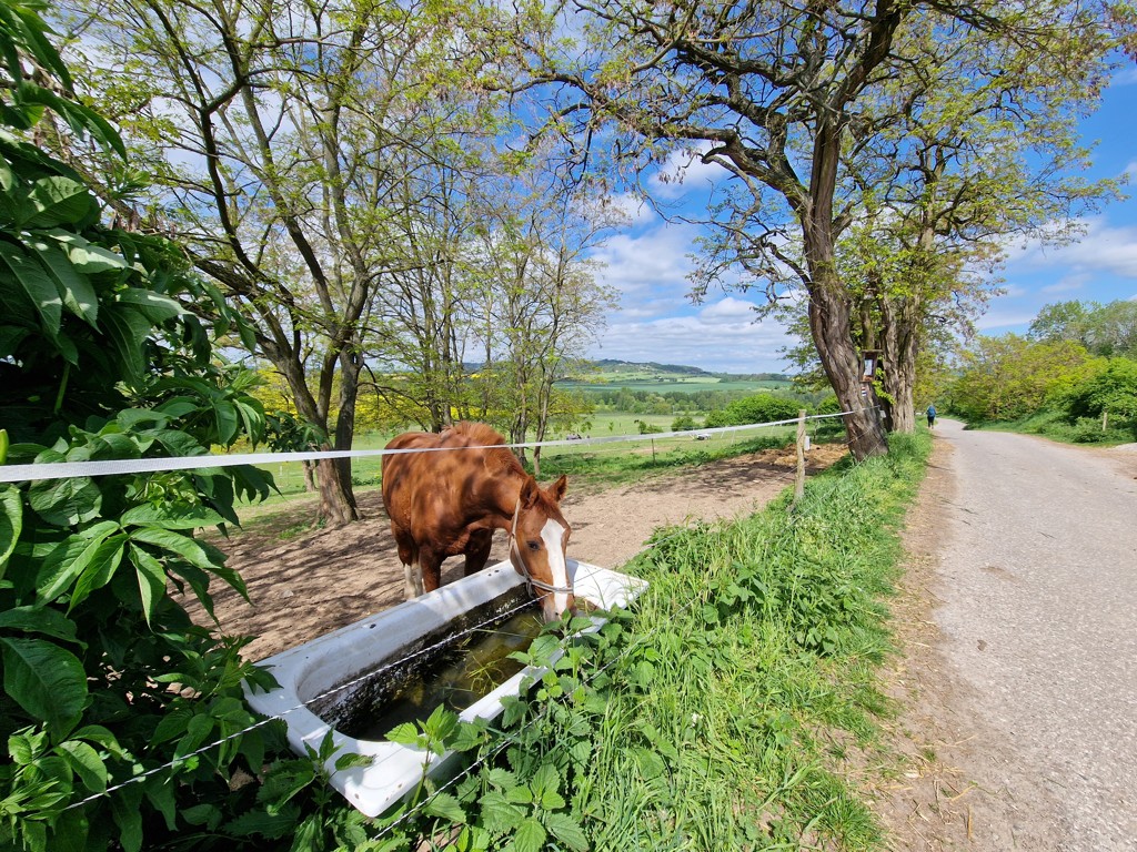 Paard bij een drinkbak