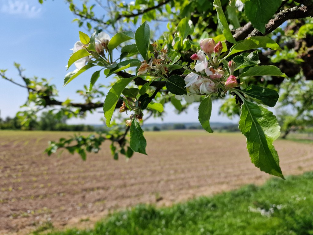 wandelen in Boheems Paradijs - platteland