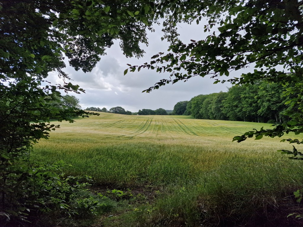 Mariager platteland graanvelden