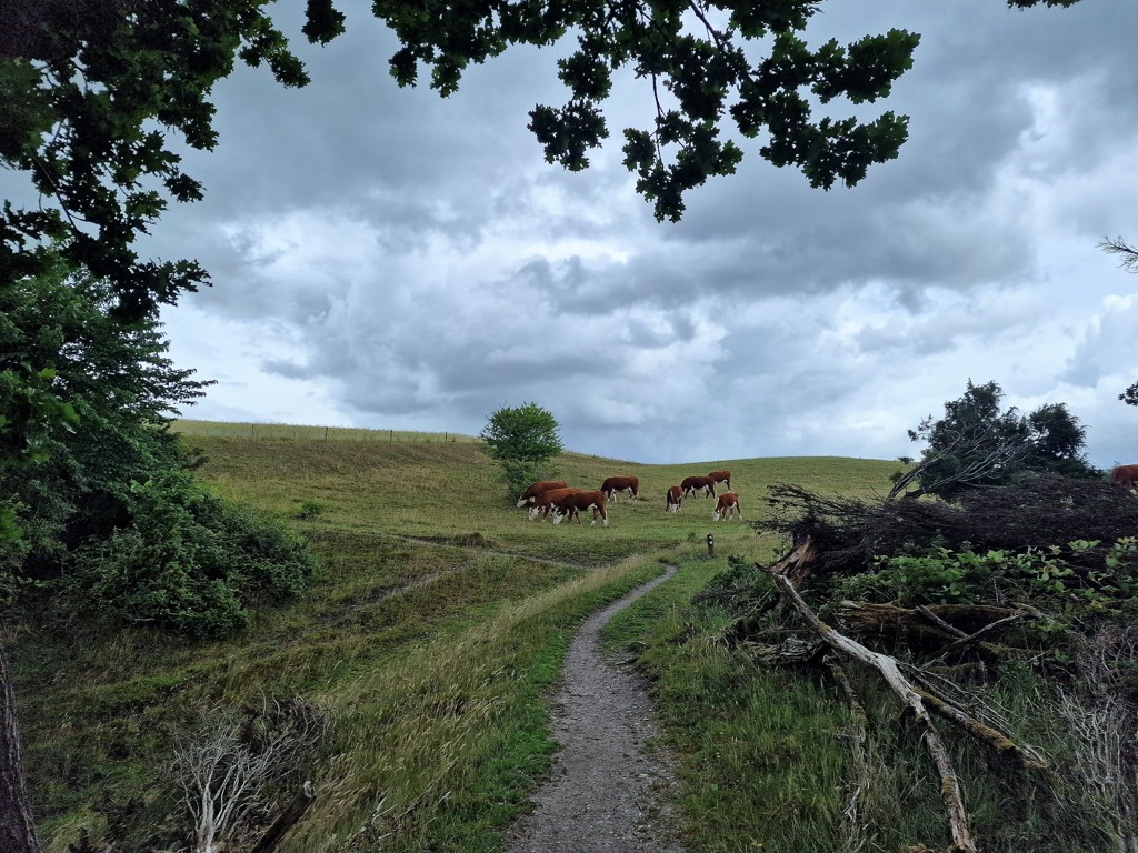 Koeien op de Panorma route