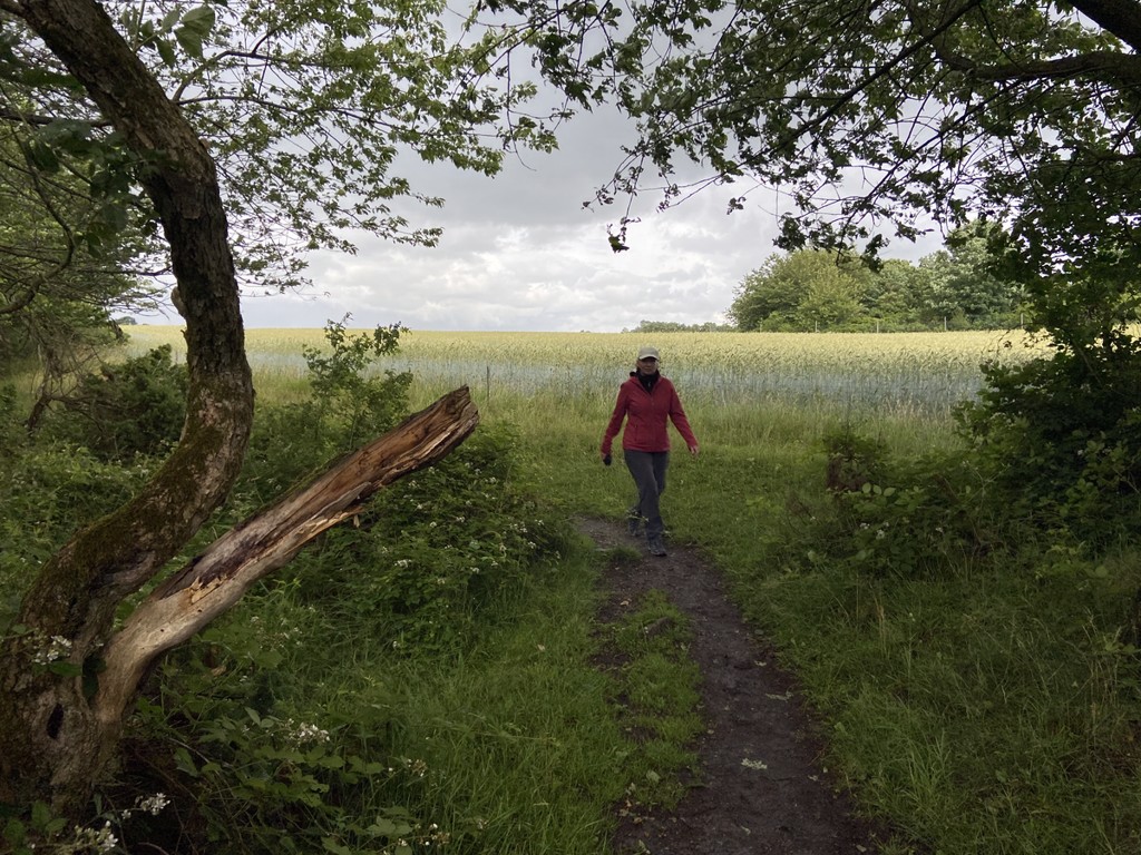 wandelen over de mooiste wandeling van Denemarken – De Panorama Route