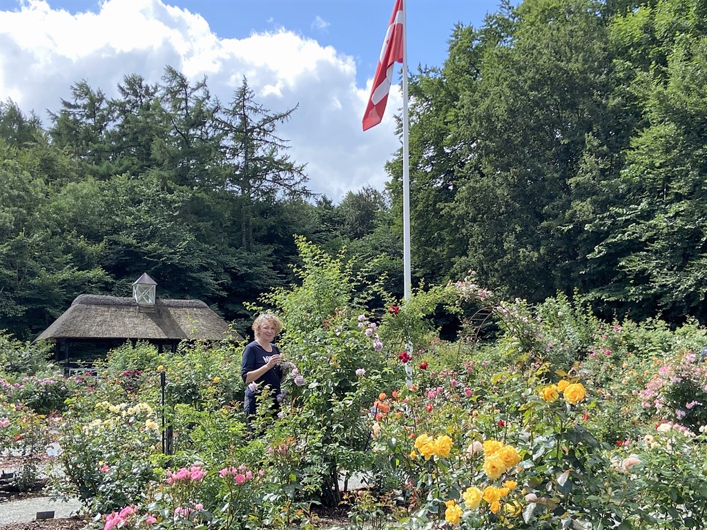 Bezoek de rozentuin in Mariager