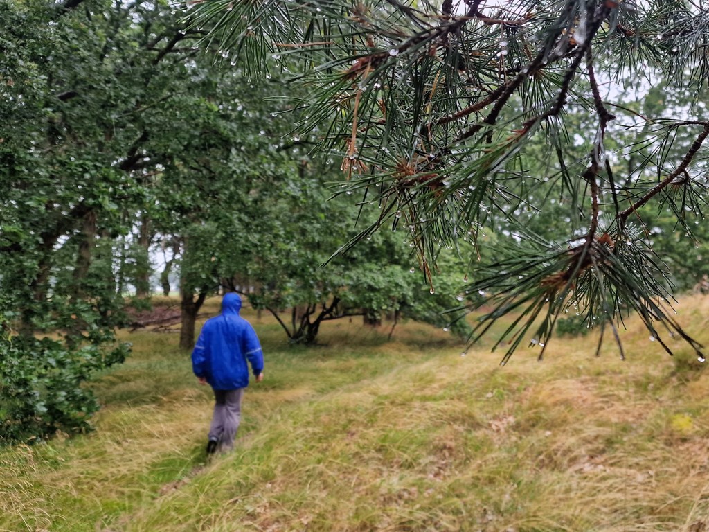 natuurgebied Drenthe