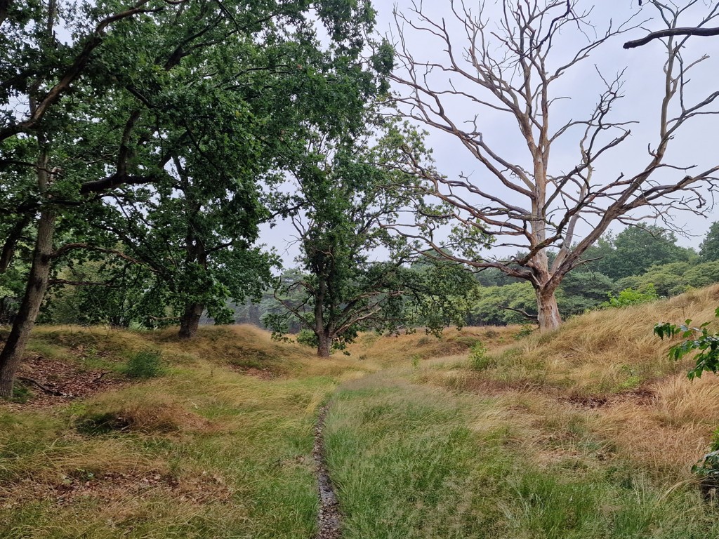 natuurgebied Drenthe