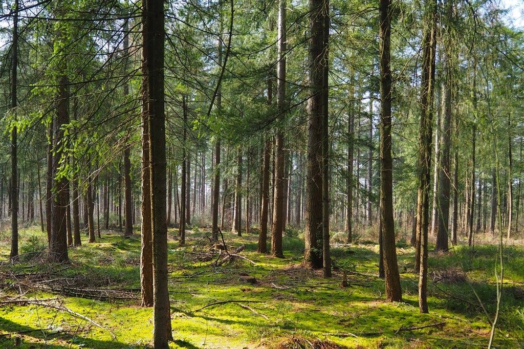 Blog: Wandelen met een laadpaal in de buurt