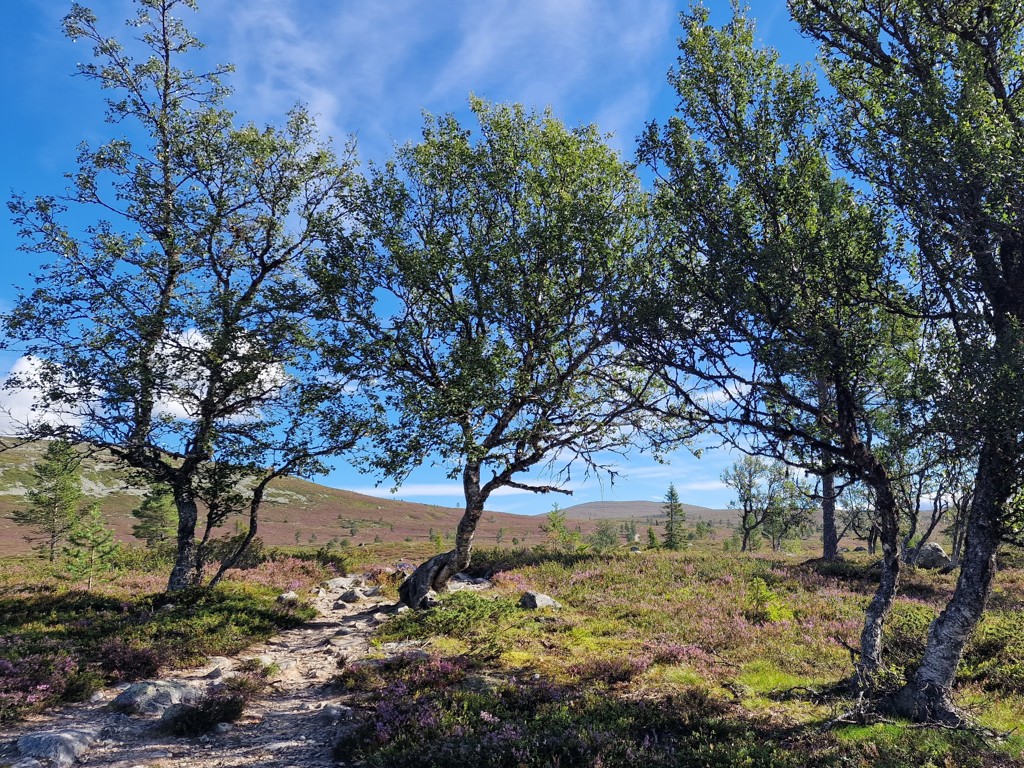 wandelpad Barfredshågna Runt - wandelen in Långfjället