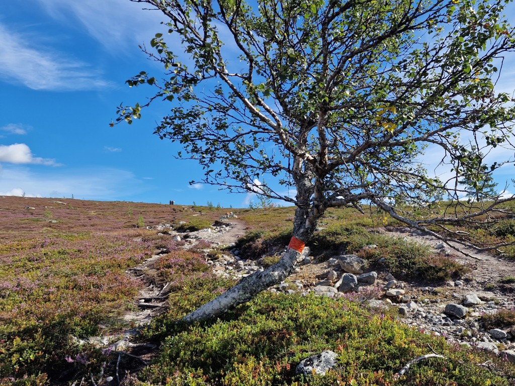 wandelpad Barfredshågna Runt - wandelen in Långfjället