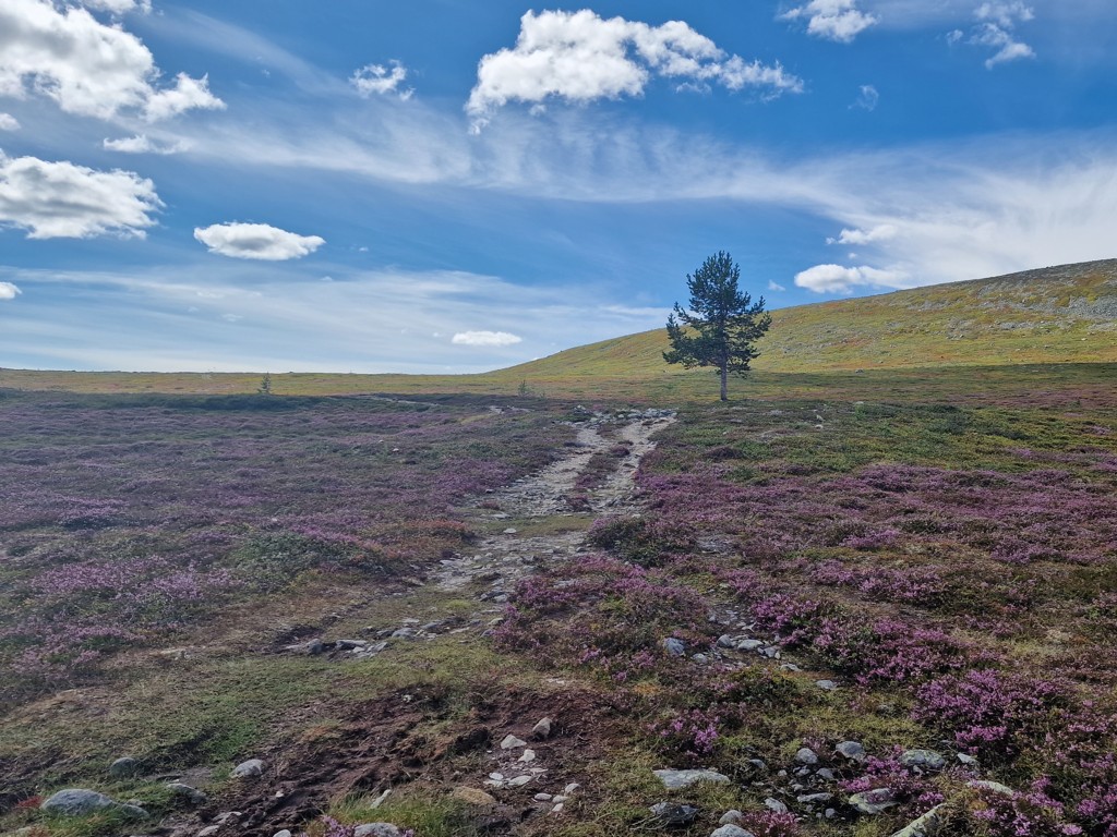 Wandelen in Långfjället, wandelpad