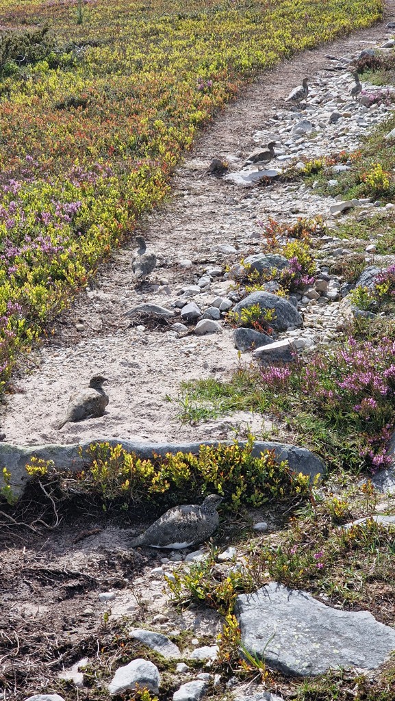 vogels op wandelpad Barfredshågna Runt