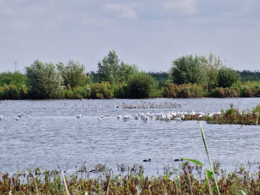 Honderden lepelaars op de Marker Wadden 