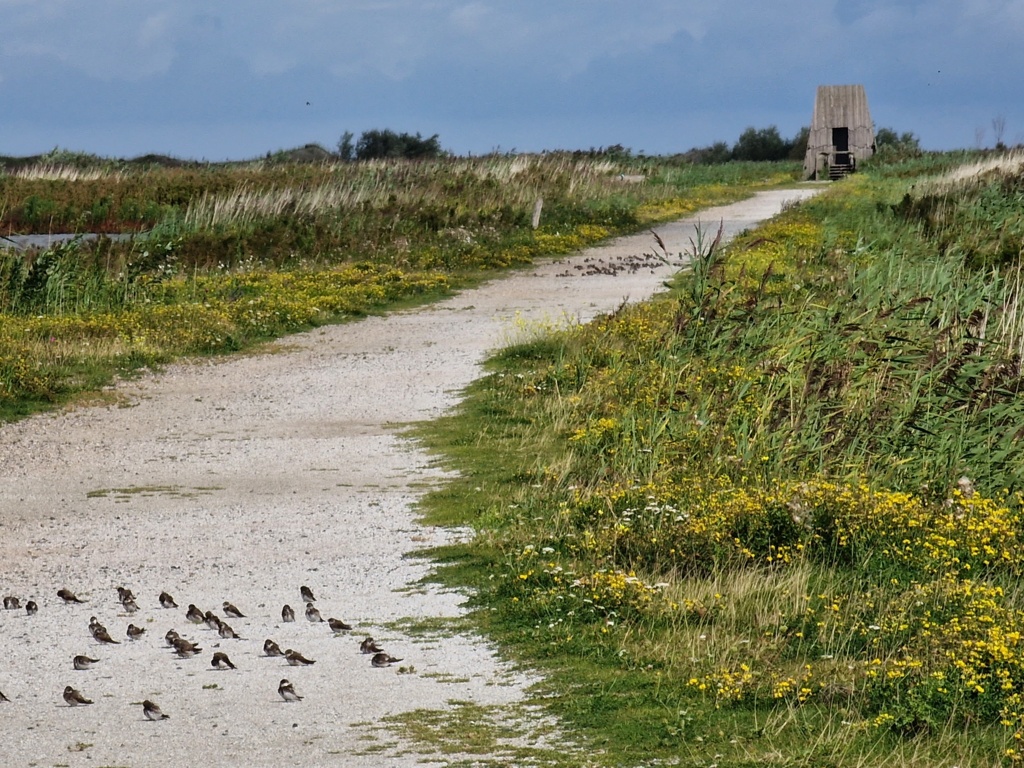 Richting vogelkijkhut de Lepelaar. 