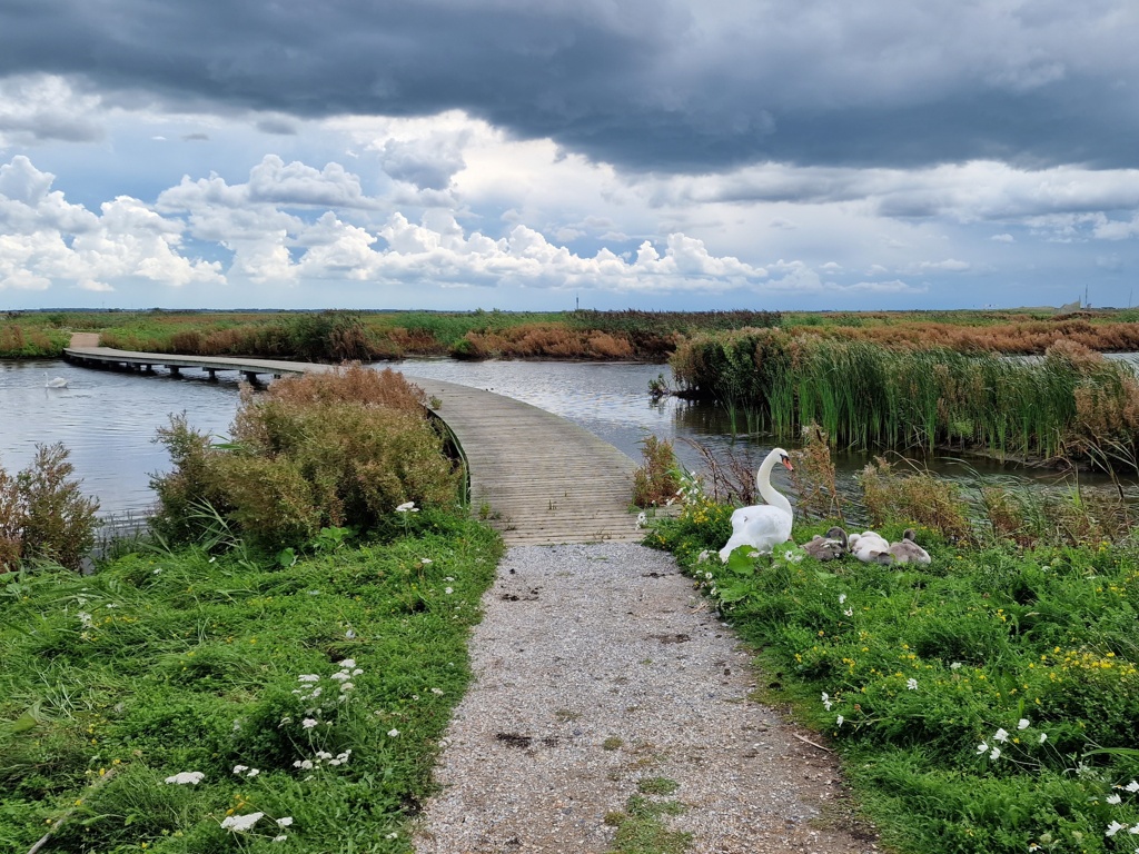 Wandelen op de Marker wadden langs zwanen