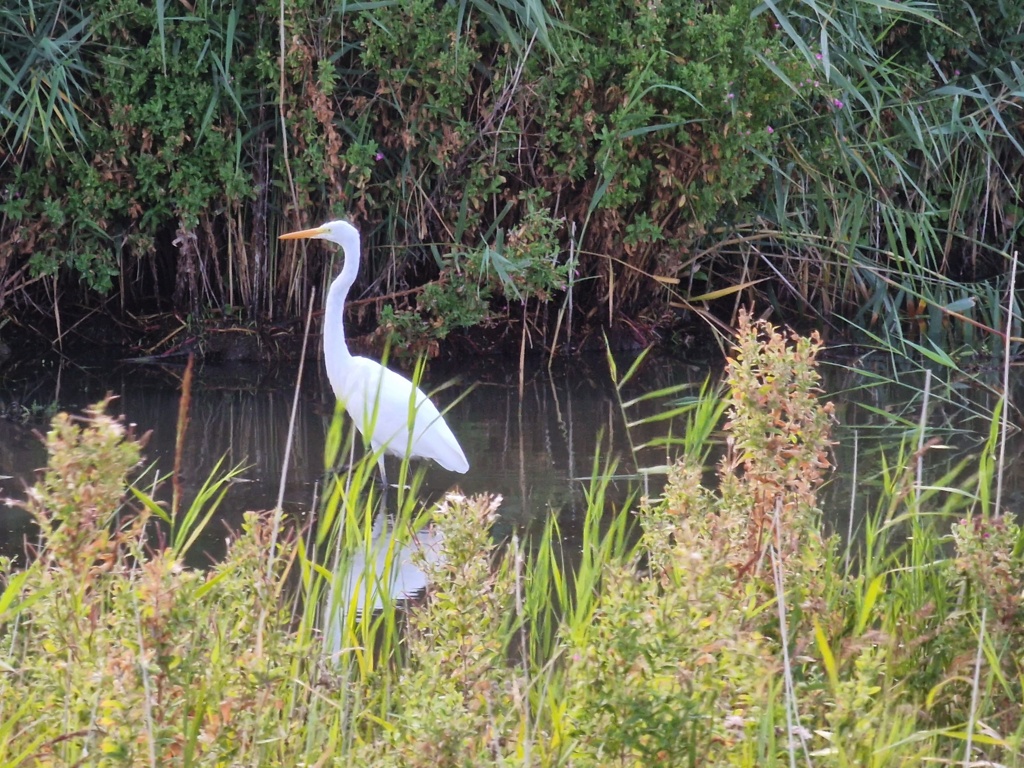 witte reiger