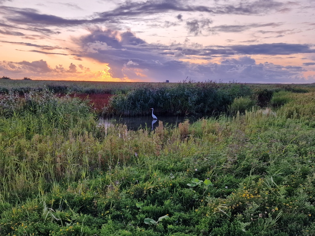 witte reiger